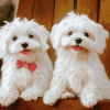 Adorable Maltese Dogs Diamond Painting