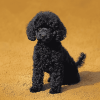 Aesthetic Black Poodle Puppy Diamond Painting