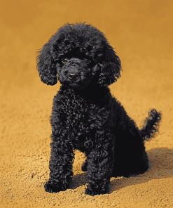 Aesthetic Black Poodle Puppy Diamond Painting