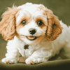 Aesthetic Cavachon Puppy Diamond Painting