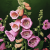 Aesthetic Foxglove Blossoms Diamond Painting