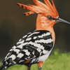 Aesthetic Hoopoe Birds Diamond Painting