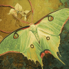 Aesthetic Luna Moth Diamond Painting