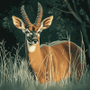 Aesthetic Nyala Wildlife Diamond Painting