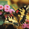 Aesthetic Painted Butterfly Diamond Painting