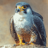 Aesthetic Peregrine Falcon Diamond Painting