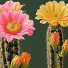 Aesthetic Pink and Yellow Cactus Blooms Diamond Painting