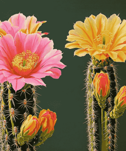 Aesthetic Pink and Yellow Cactus Blooms Diamond Painting