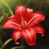 Aesthetic Red Lily Blossoms Diamond Painting