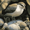 Aesthetic Wrybill Birds Diamond Painting