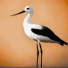 American Avocet Birds Diamond Painting