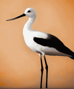 American Avocet Birds Diamond Painting