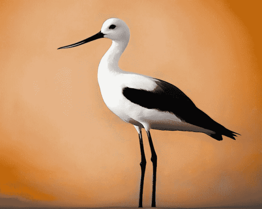 American Avocet Birds Diamond Painting