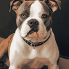 American Bulldog Puppy Diamond Painting