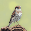 American Kestrel Bird Diamond Painting