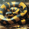 Banded Krait Reptile Diamond Painting