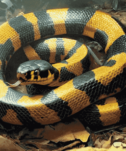 Banded Krait Reptile Diamond Painting