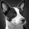 Basenji Puppy Black And White Diamond Painting