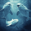 Beluga Whales Marine Animals Diamond Painting