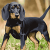 Black And Tan Coonhound Dog Diamond Painting