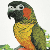 Black Capped Conure Parrot Diamond Painting