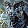 Black Panther Jaguar Diamond Painting