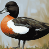 Black Paradise Shelduck Art Diamond Painting