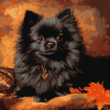 Black Pomeranian Puppy Diamond Painting