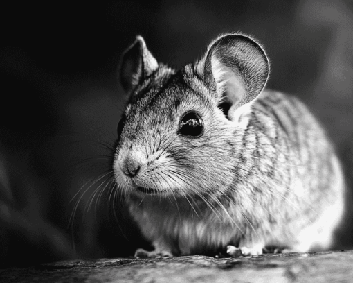 Black and White Chinchilla Diamond Painting