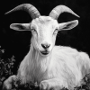 Black and White Goat Diamond Painting