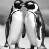 Black and White Penguin Diamond Painting