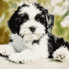 Black and White Tibetan Terrier Diamond Painting