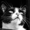 Black and White Tuxedo Cat Diamond Painting