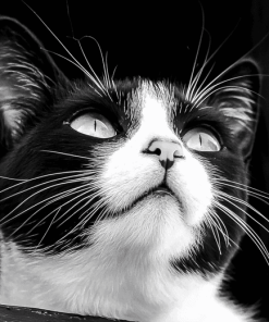 Black and White Tuxedo Cat Diamond Painting