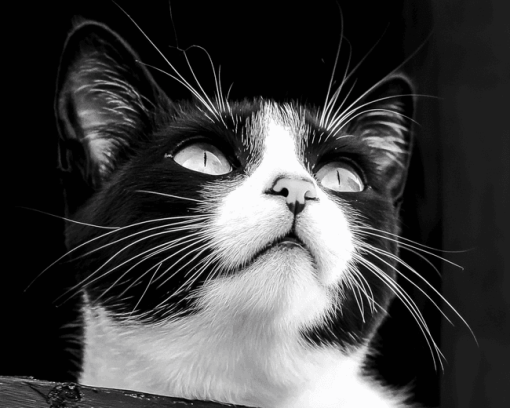 Black and White Tuxedo Cat Diamond Painting