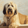 Blond Briard Puppies Diamond Painting