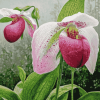 Blossoming Lady Slippers Diamond Painting