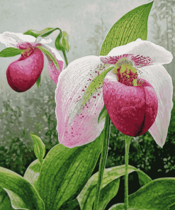 Blossoming Lady Slippers Diamond Painting