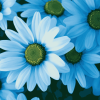 Blue Daisies Flower Diamond Painting