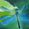 Blue Dragonfly Artwork Diamond Painting