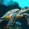 Blue Ocean Turtle Diamond Painting