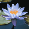 Blue Waterlily Blooms Diamond Painting