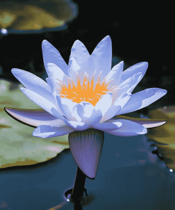 Blue Waterlily Blooms Diamond Painting