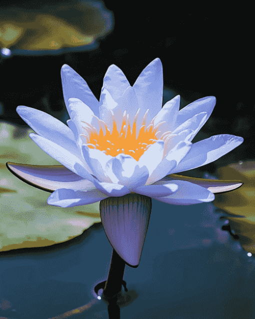 Blue Waterlily Blooms Diamond Painting