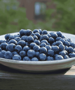 Blueberry Fruits Patio Diamond Painting