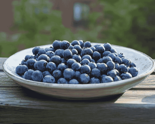 Blueberry Fruits Patio Diamond Painting