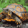 Box Turtle Reptiles Diamond Painting