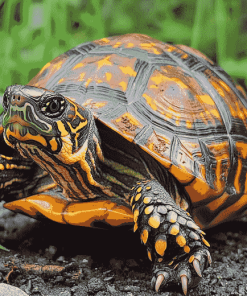 Box Turtle Reptiles Diamond Painting