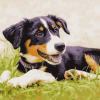 Boxer and Border Collie Puppies Diamond Painting