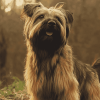 Briard Dog Diamond Painting